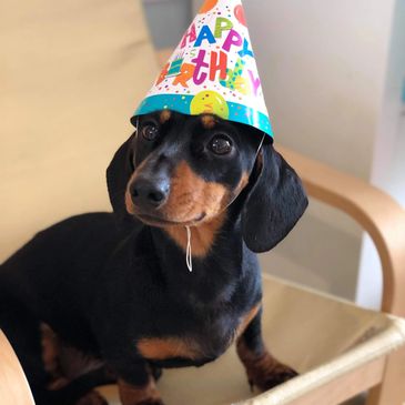 A dachshund wearing a colorful birthday party hat.
