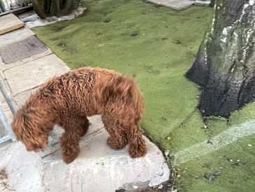 Curly brown dog standing on stone and grass.