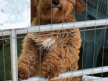 Curly brown dog behind a metal fence.