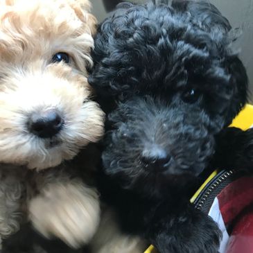 Two adorable curly-haired puppies, one light and one dark.