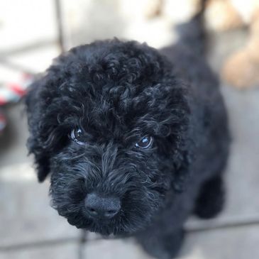 Close-up of a curly black puppy looking up with bright eyes.