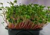 Radish