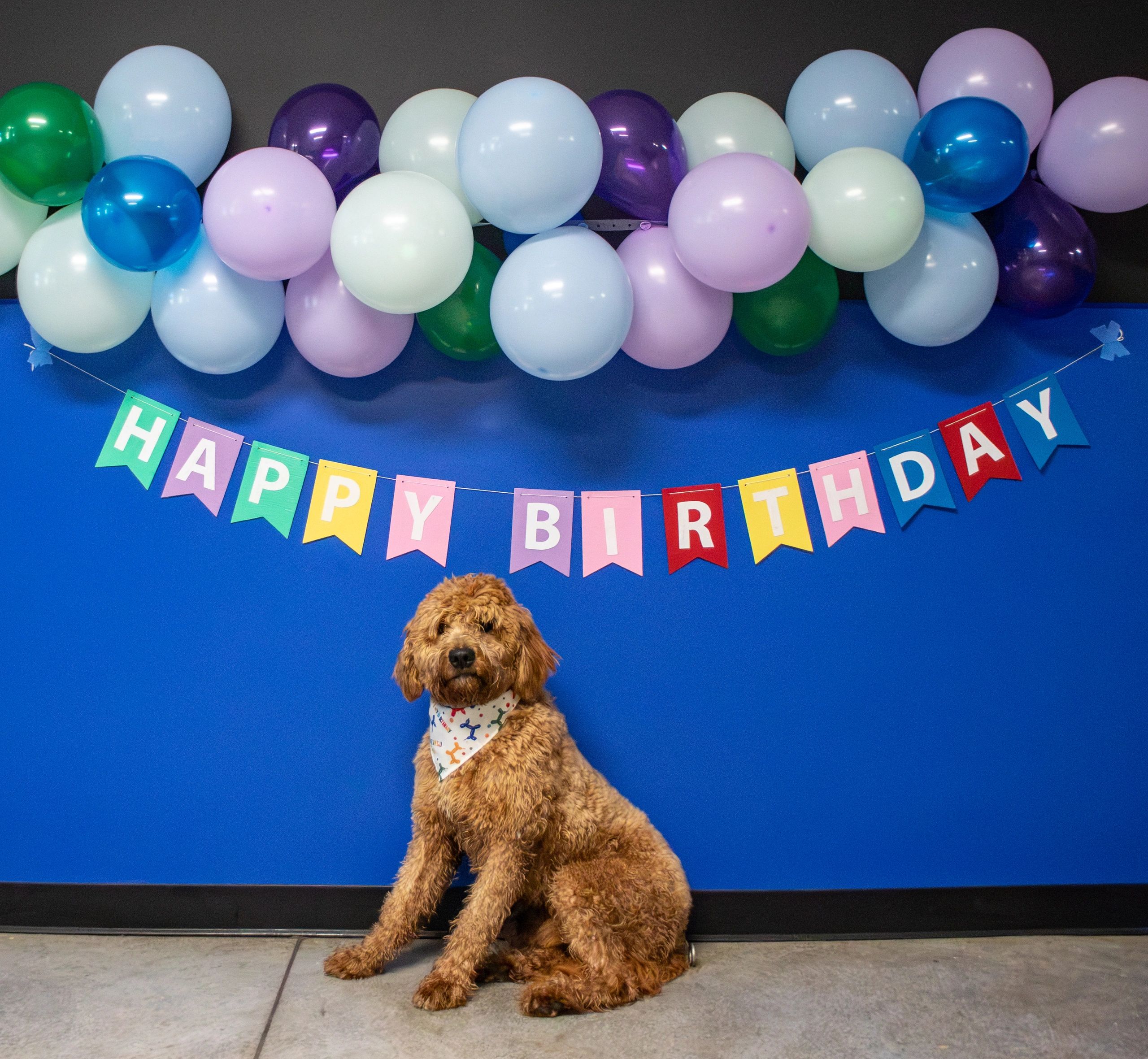 A goldendoodle dog celebrates it's birthday at Riverside Pet Club & Resort In Dauphin, PA.