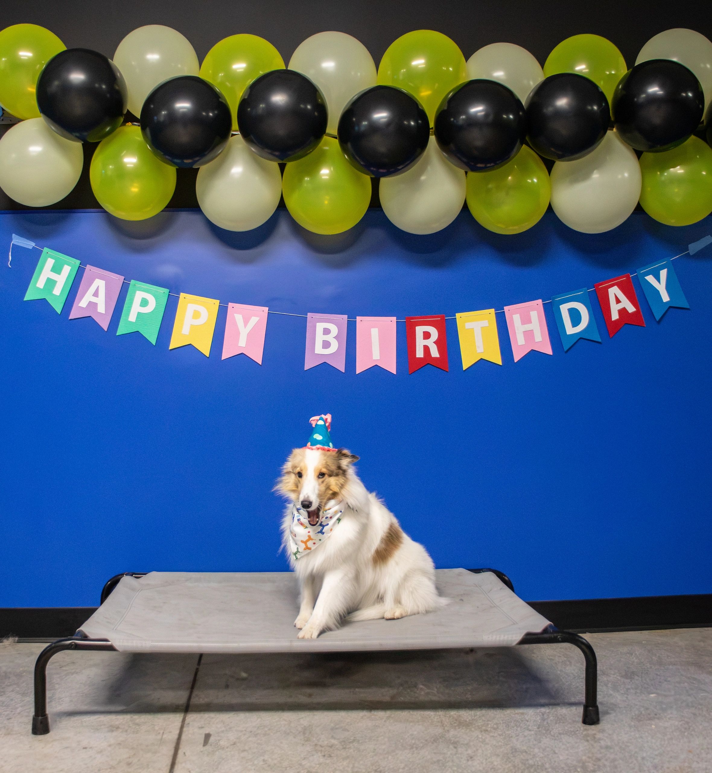 A Sheltie dog celebrates her birthday at Riverside Pet Club & Resort In Dauphin, PA.