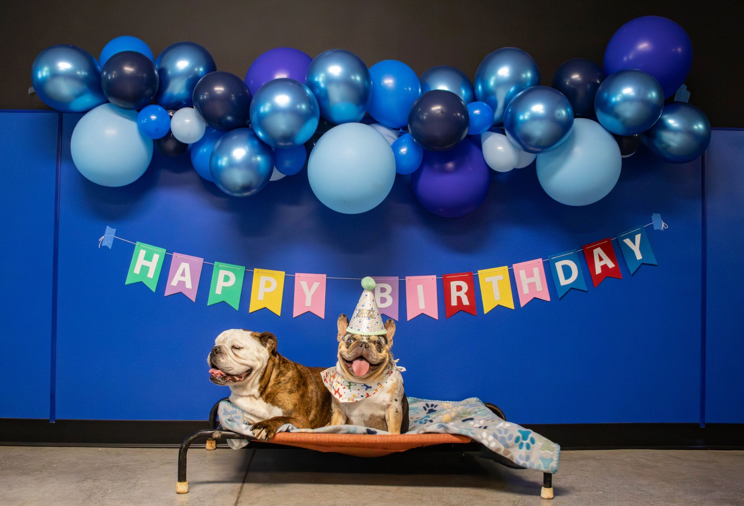 An English Bulldog and French Bulldog celebrate birthdays at Riverside Pet Club & Resort In Dauphin,