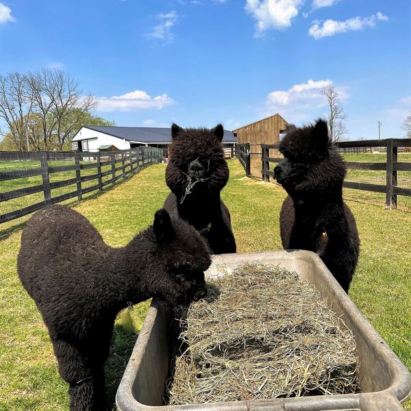 True black alpacas at hay bin