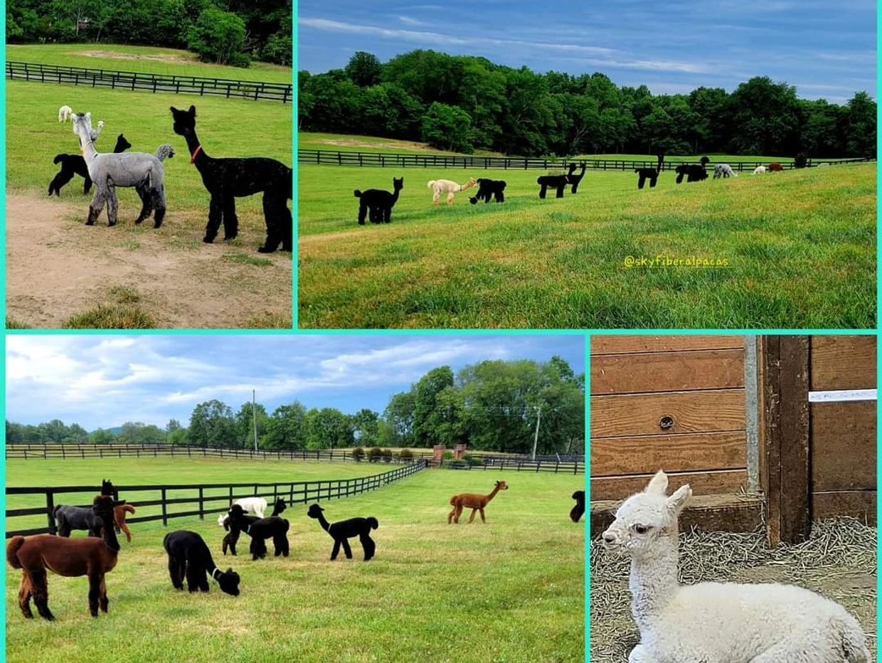 Alpacas at Skyfiber Ranch Alpacas