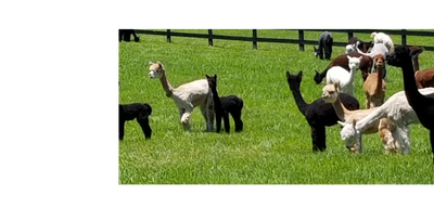 Alpacas in Virginia