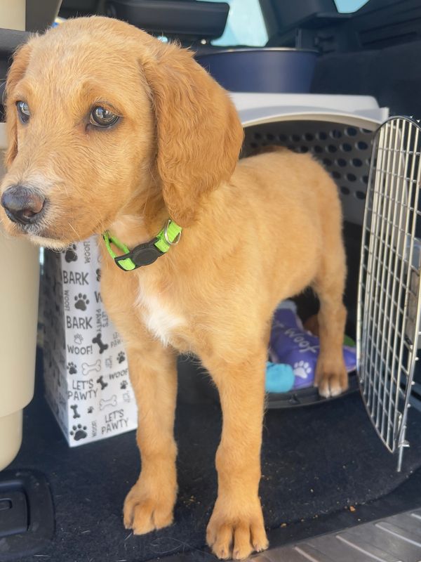 Professional Dog Transportation Services