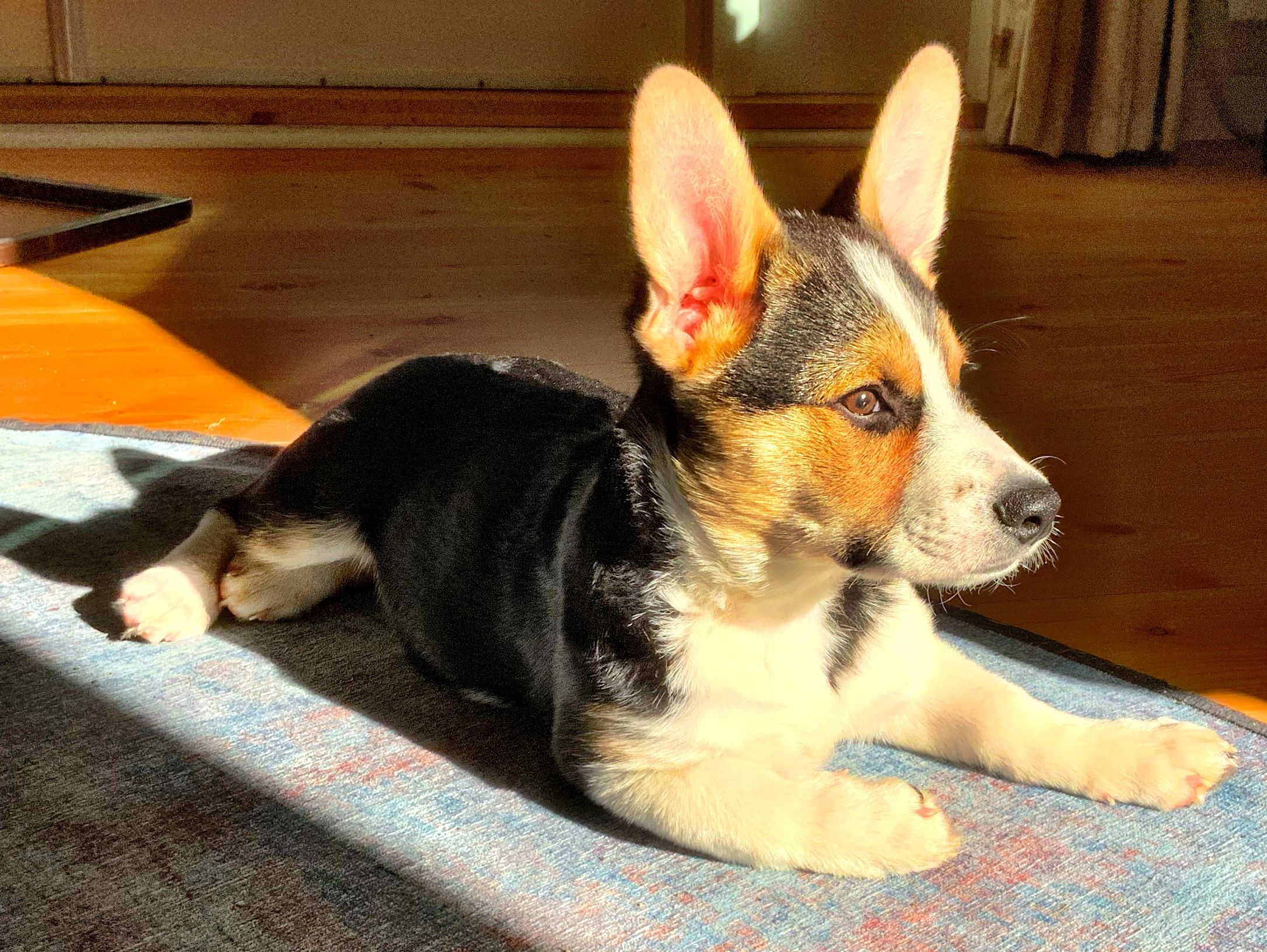 Douglas, the Cowboy Corgi, as a puppy