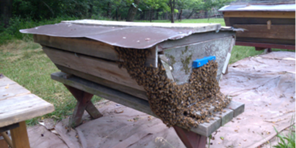 Honey Bee Bee Hives Table Runner, Country Farmhouse Kitchen Decor, Bee –  Kate McEnroe New York