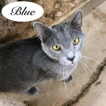 A solid gray adult male cat named Blue