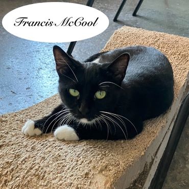A female tuxedo cat named Francis McCool, 1 year old