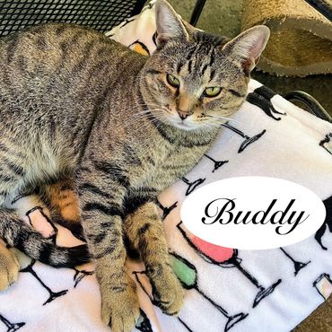 A brown tabby male cat named Buddy, 2 years old. He is FIV positive.