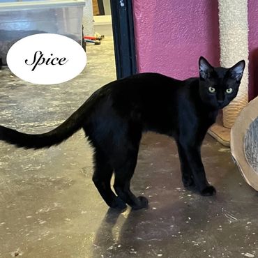 A male black cat named Spice, 7 months old.