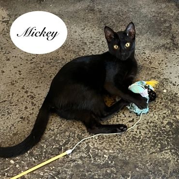 A male black cat named Mickey, 7 months old.