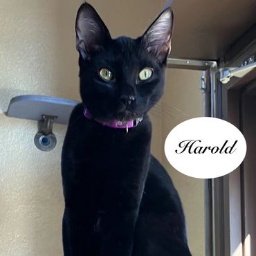 A male black cat named Harold, 7 months old.