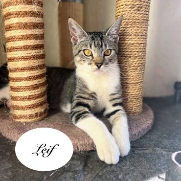 A male brown tabby with white cat named Leif, 8 months old