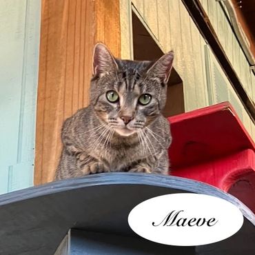 A female brown tabby cat named Maeve, 1 year old