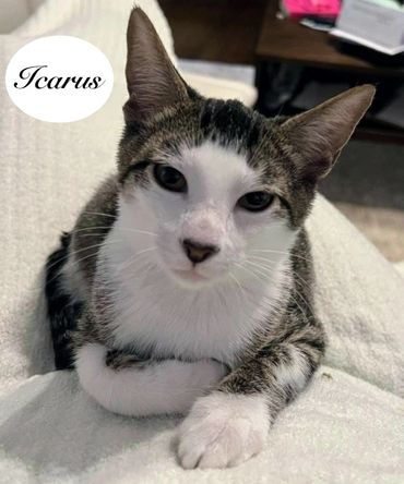 A male brown and white tabby cat named Icarus, 6 months old