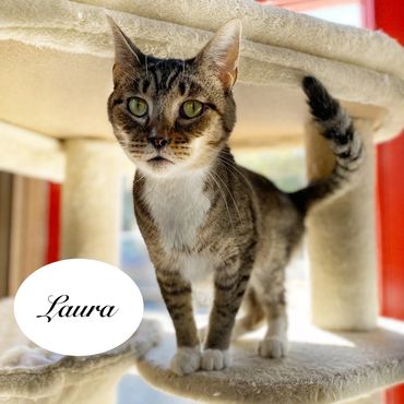 A brown and white tabby female cat named Laura, adult age.
