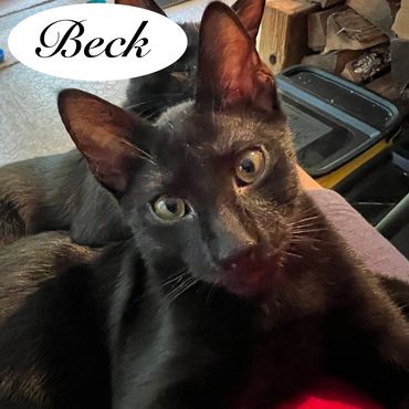 A male black cat named Beck, 7 months old.