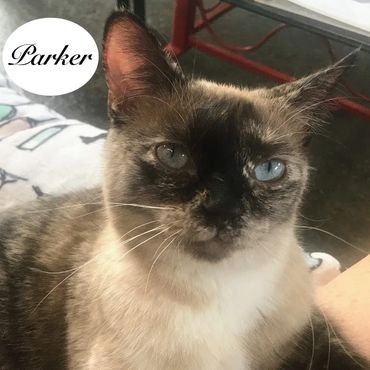 A siamese female cat named Parker, 1 & 1/2 years old