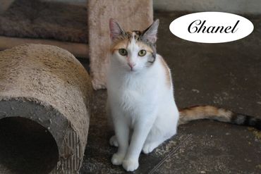 A female calico cat named Chanel, 1 & 1/2 years old