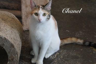 A female calico cat named Chanel, 8 months old