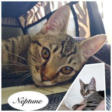 A male brown tabby cat named Neptune, 7 months old