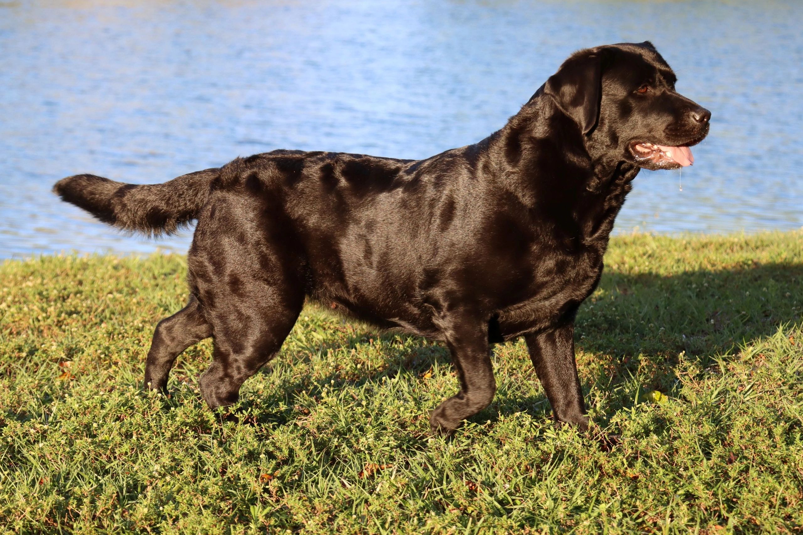 Millab's Perfect Storm OA, OAJ, NF "Stormy"