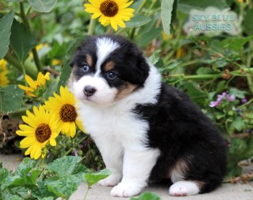 Fluffy black and white puppy sitting near yellow sunflowers.