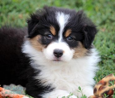 Fluffy tricolor Australian Shepherd puppy resting on grass.