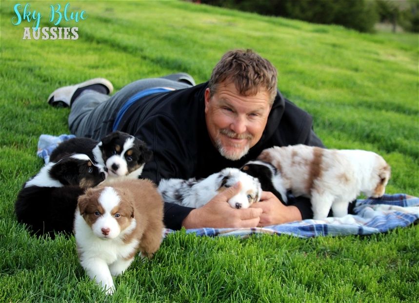 Lance with Aussie puppies!