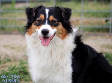 Happy Australian Shepherd dog with a fluffy coat and a smiling face.
