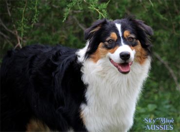 A happy Australian Shepherd dog with a fluffy coat in a natural outdoor setting.