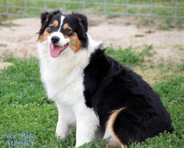 A happy Australian Shepherd sitting on grass with tongue out.