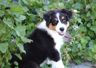 A happy Australian Shepherd puppy sitting in a garden with green foliage.