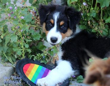 Cute Australian Shepherd puppy resting near colorful toy outdoors.