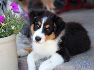 Adorable tricolor Australian Shepherd puppy lying next to a flower pot.