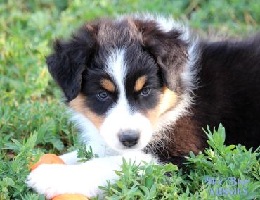 Adorable tricolor Australian Shepherd puppy lying in the grass.