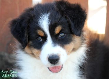 Close-up of a fluffy tricolor Australian Shepherd puppy looking adorable.