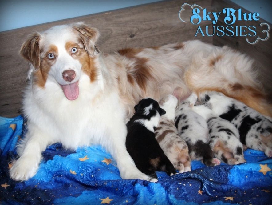 Mother Australian Shepherd dog nursing her puppies on a star-patterned blanket.