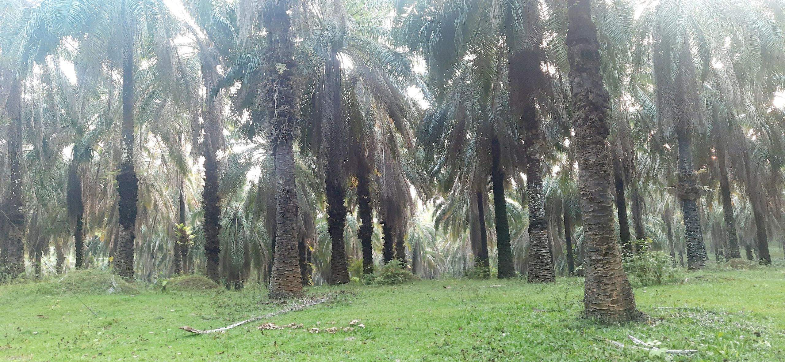 distance to punakea palms coconut farm