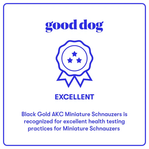Certificate praising Black Gold Miniature Schnauzers for excellent health testing.
