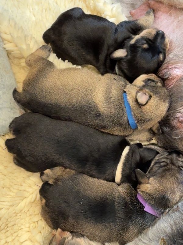 Ellie's puppies. Salt & pepper and black and silver.