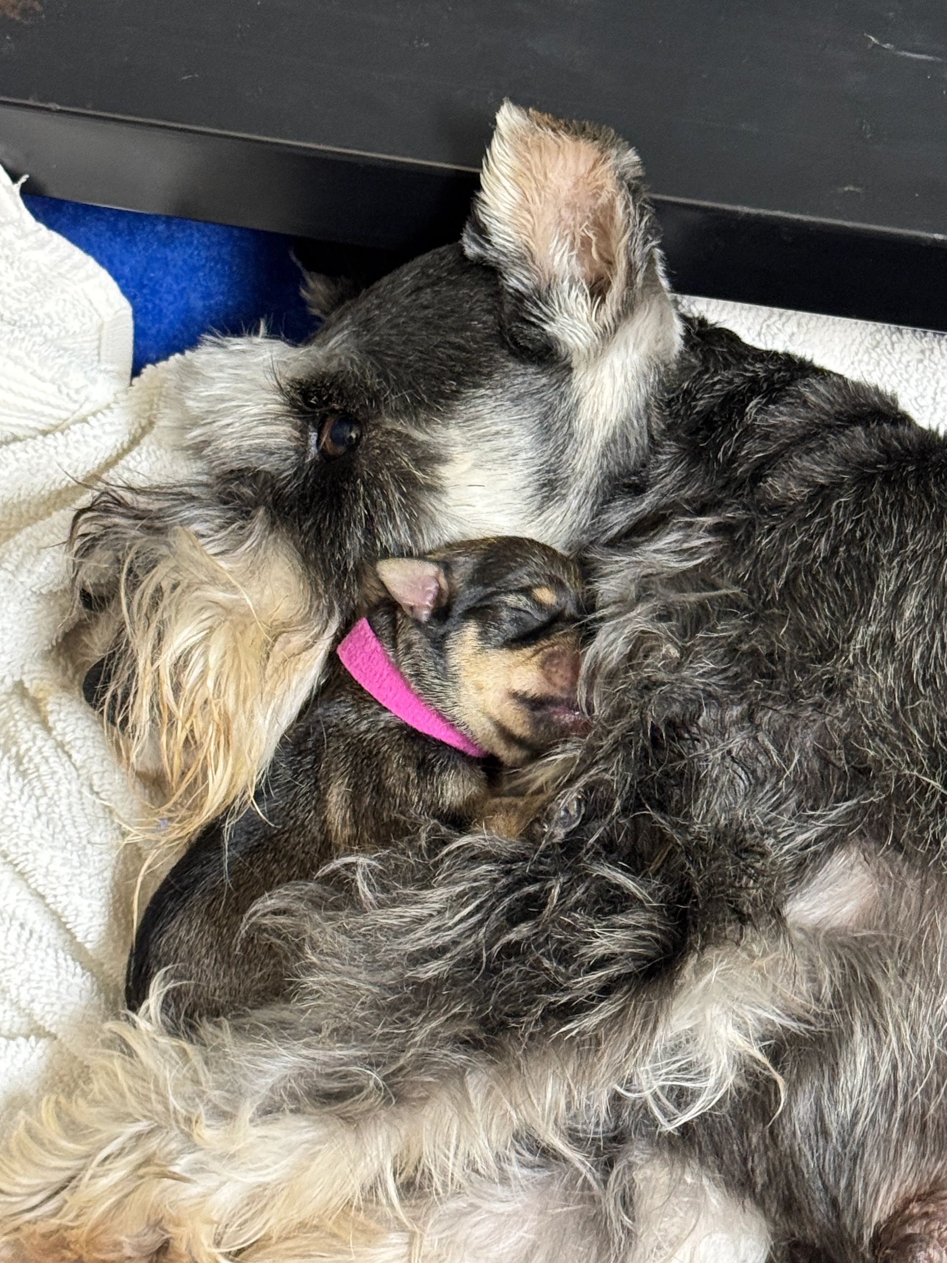 Ellie gave birth to 8 beautiful puppies July 6, 2026!