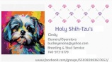 Holy Shih-Tzu's