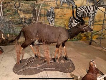 African Nyala full taxidermy mount