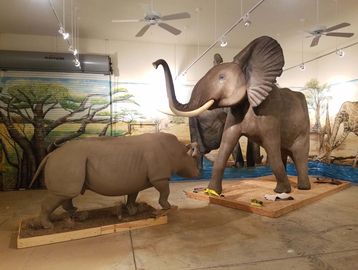 Taxidermy animals elephant rhino white rhinoceros sable bush buck kudu bushbuck bush buck caribou 